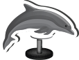 vaquita